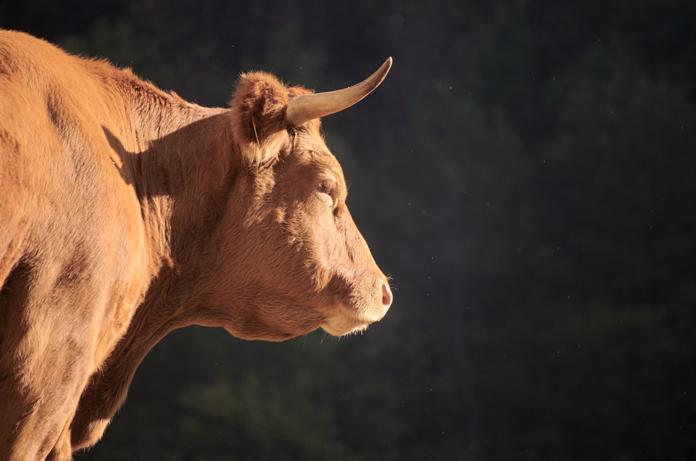 Close portrait of a bull.