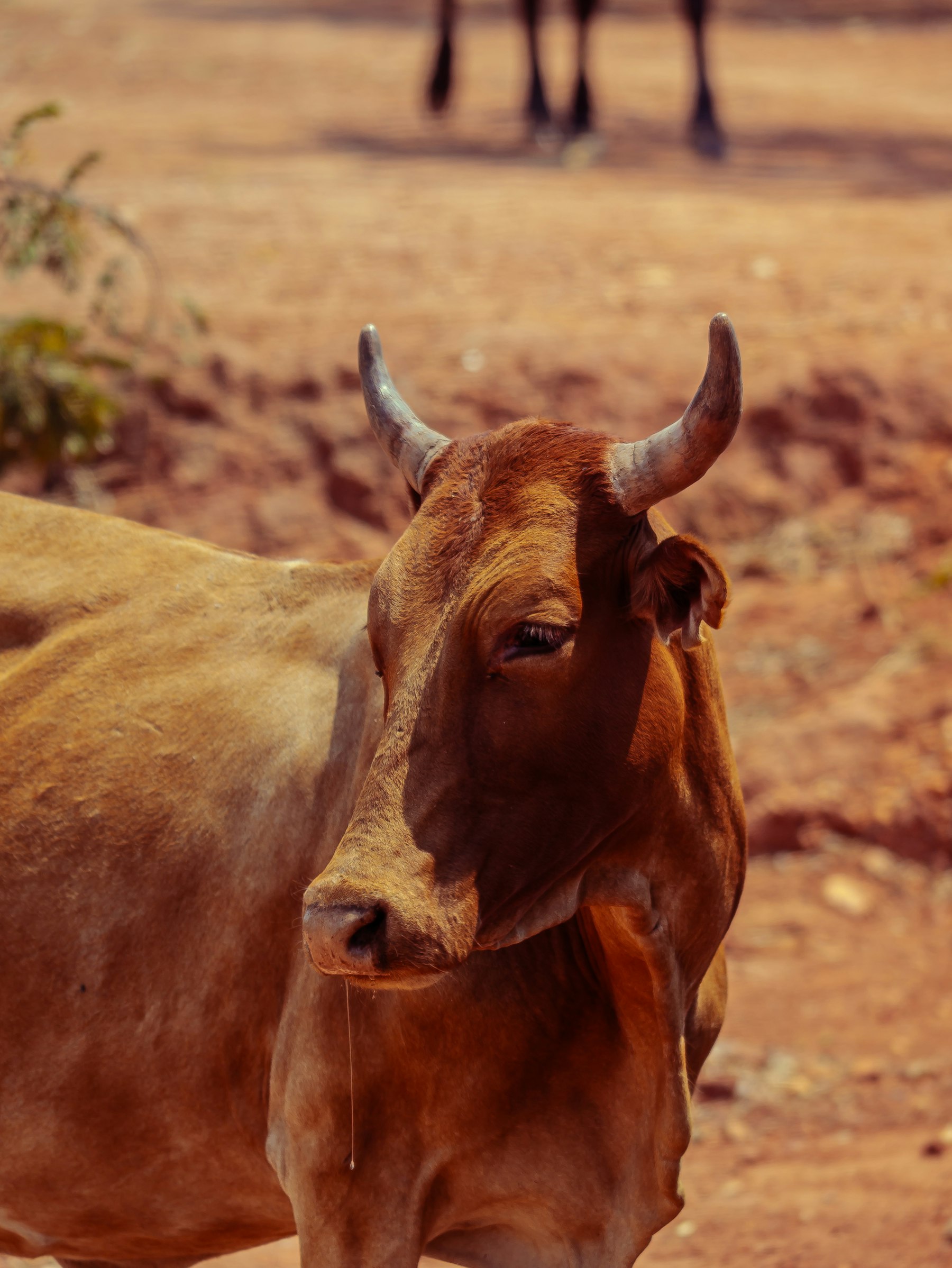 A horned cow standing in open pasture at the farm.