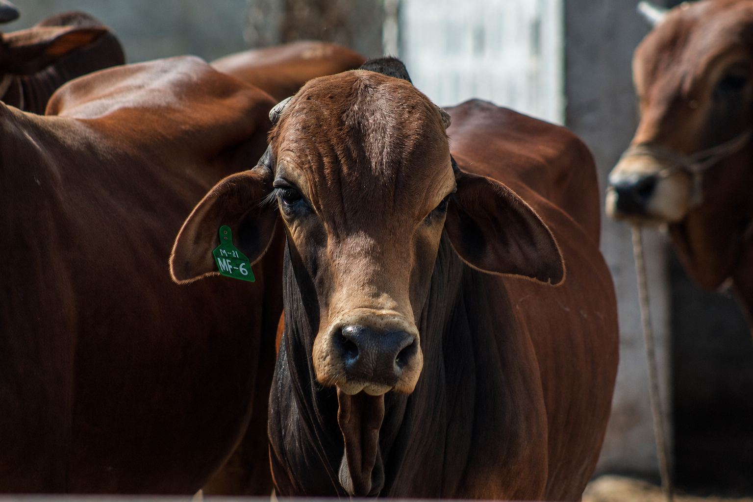 A tagged Sahiwal-type cow at the farm.