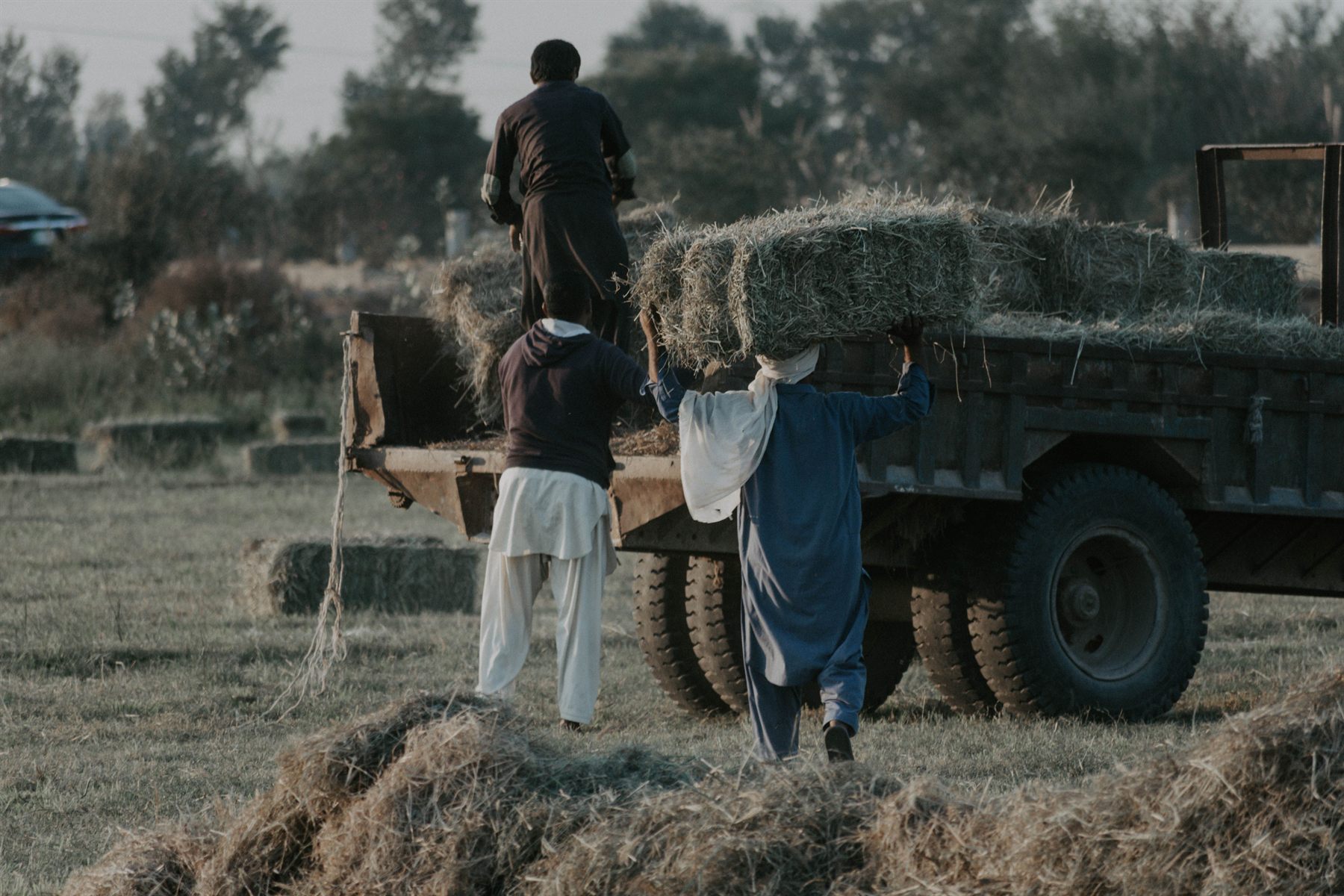 Farm workers loading fodder bales onto a trailer at the Toba Tek Singh farm.