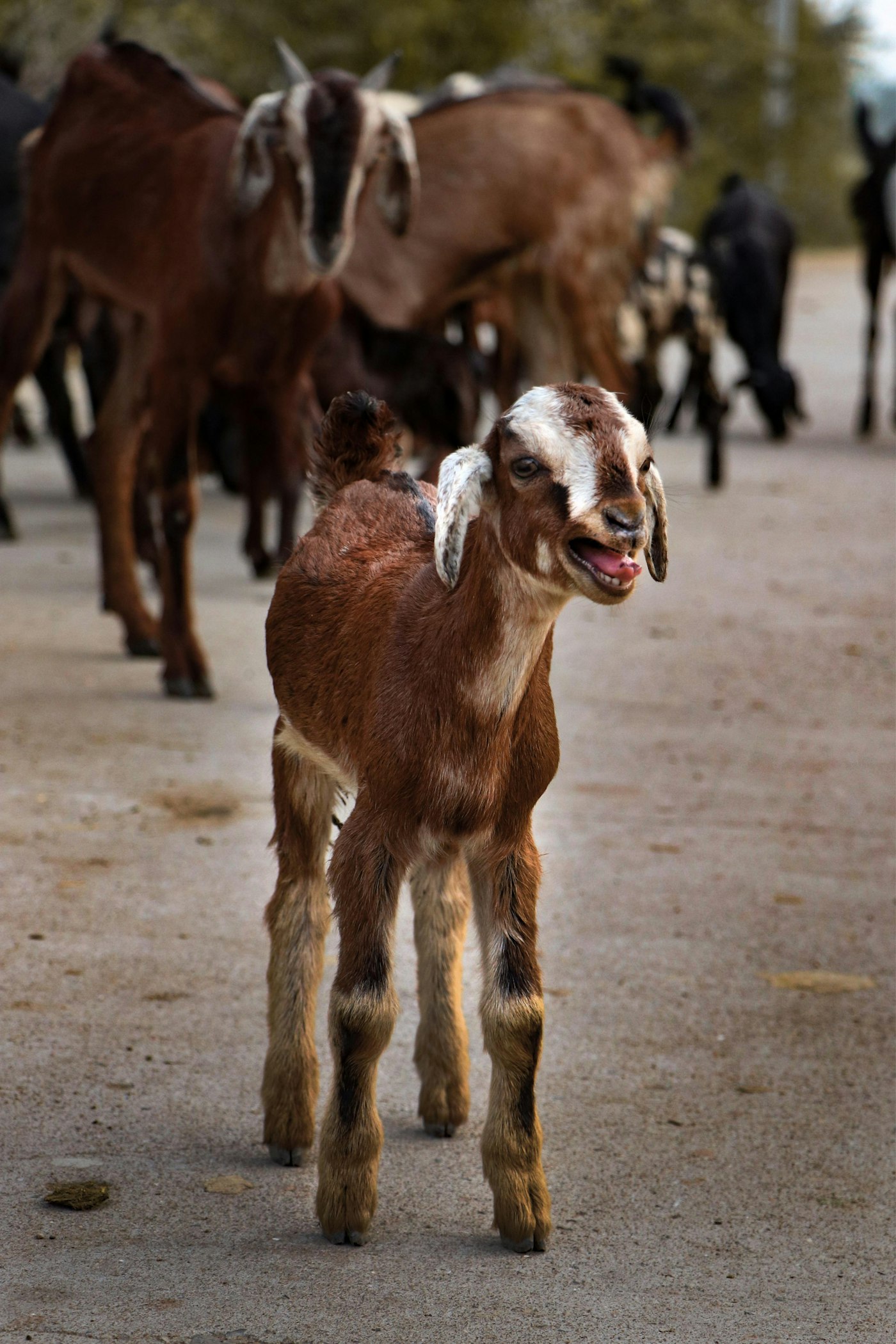 Goats at the yard in Toba Tek Singh.