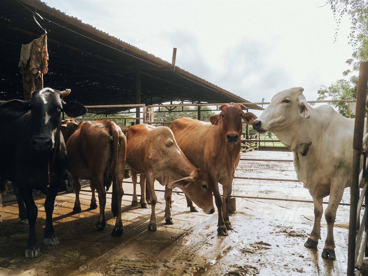 Sahiwal, Cholistani and crossbred cattle standing together under the farm shed.