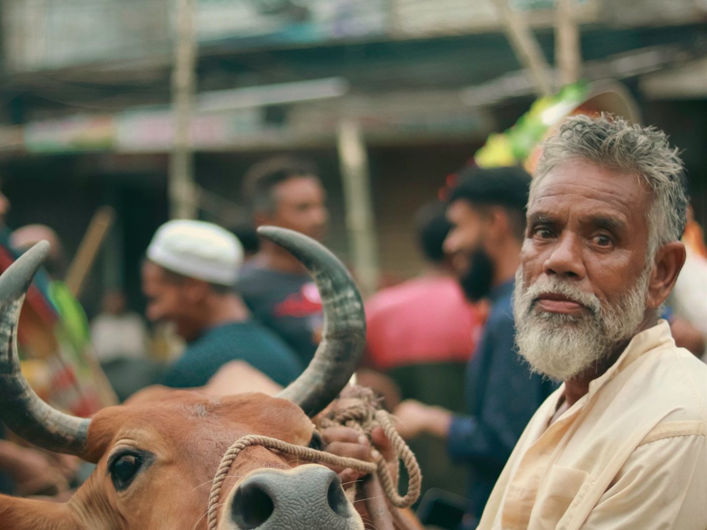 A buyer holding a bull by the halter while inspecting it before purchase.