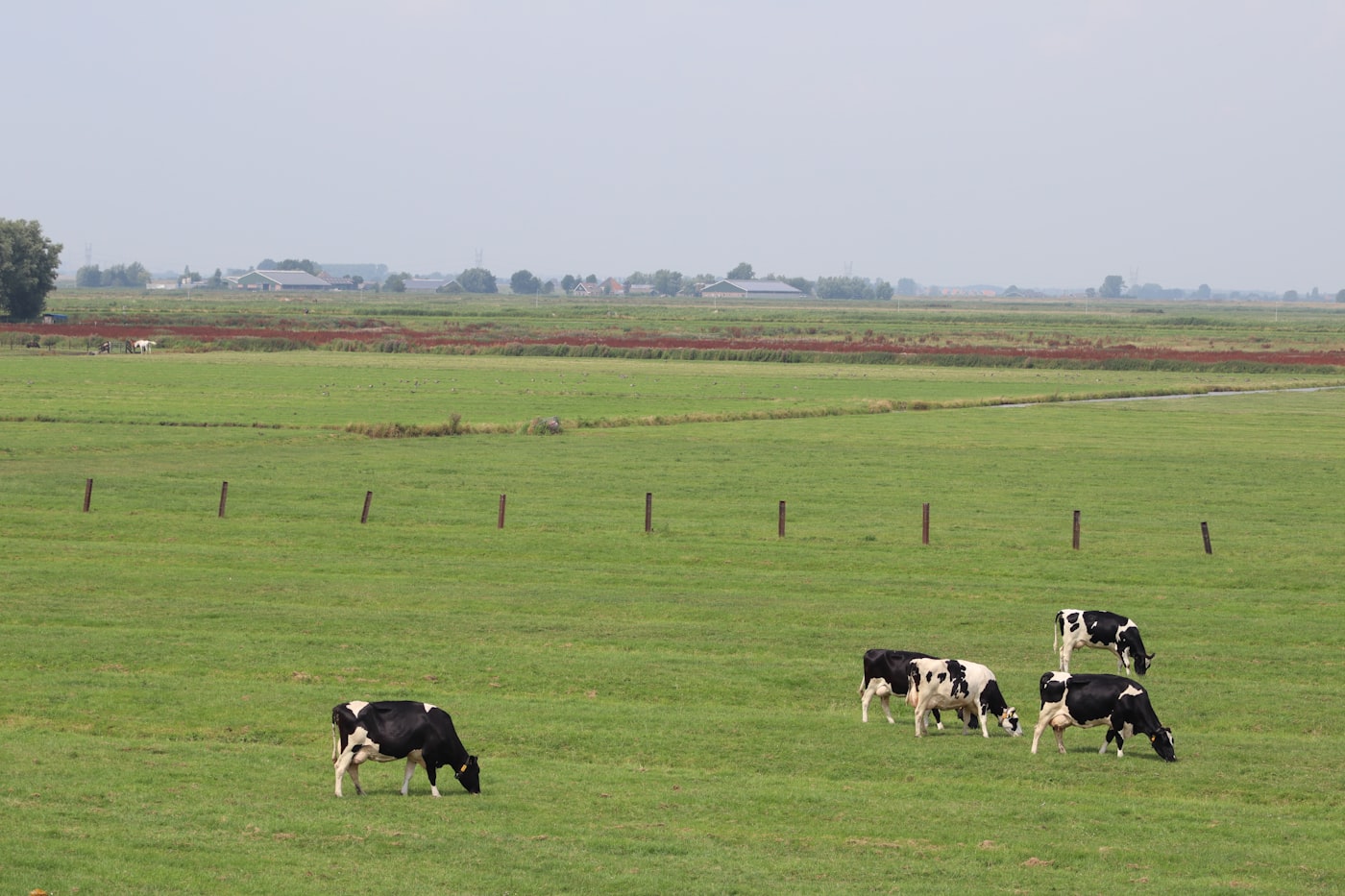 Cattle feeding at a covered shed.