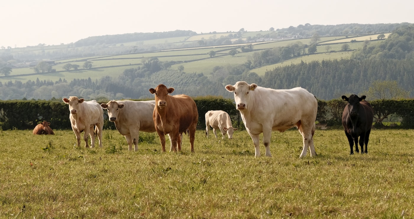 Cattle standing in open pasture.