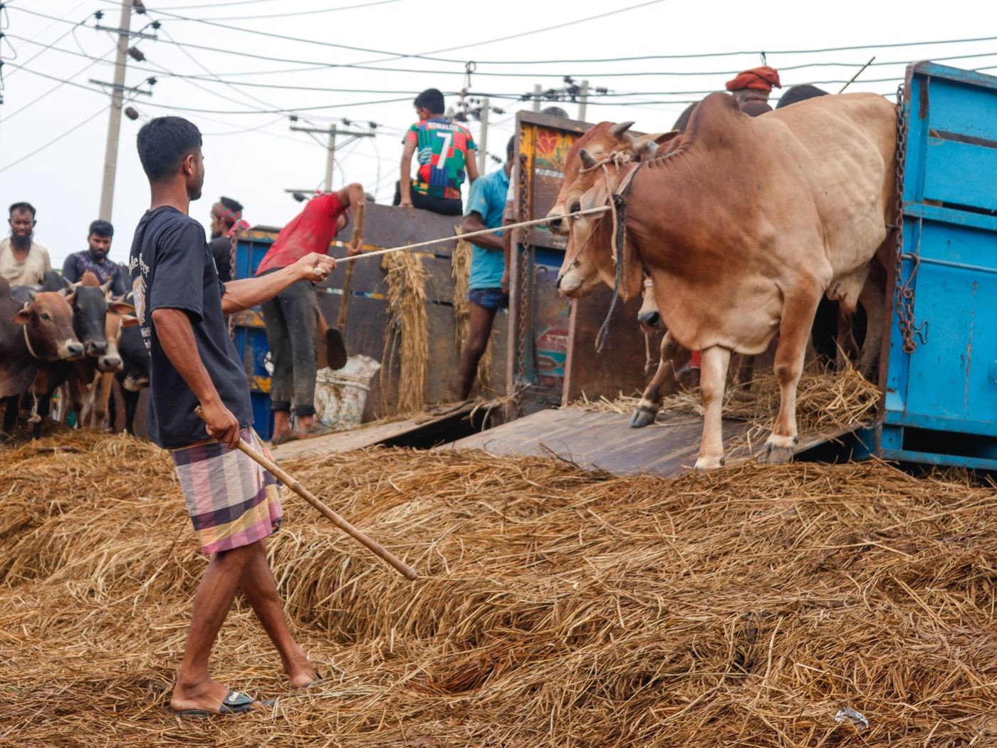 Cattle being loaded onto a buyer's truck for collection from the farm.