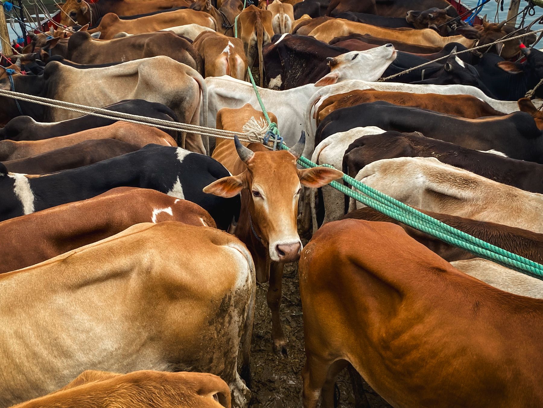 A batch of cattle tied side by side in a collection yard, seen from above.