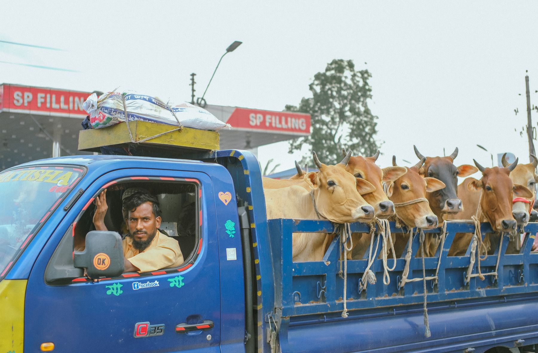 Cattle standing in the bed of a livestock truck, ready to leave the farm.