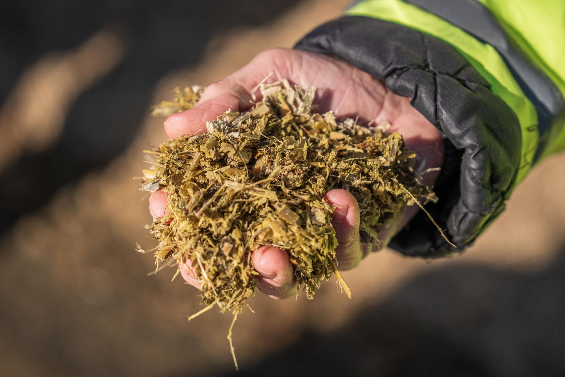 A handful of chopped silage held up from the feed store.