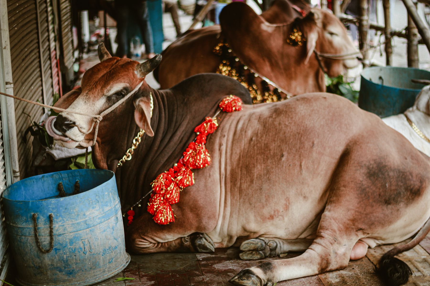 Garlanded zebu cattle resting at a Qurbani livestock market.