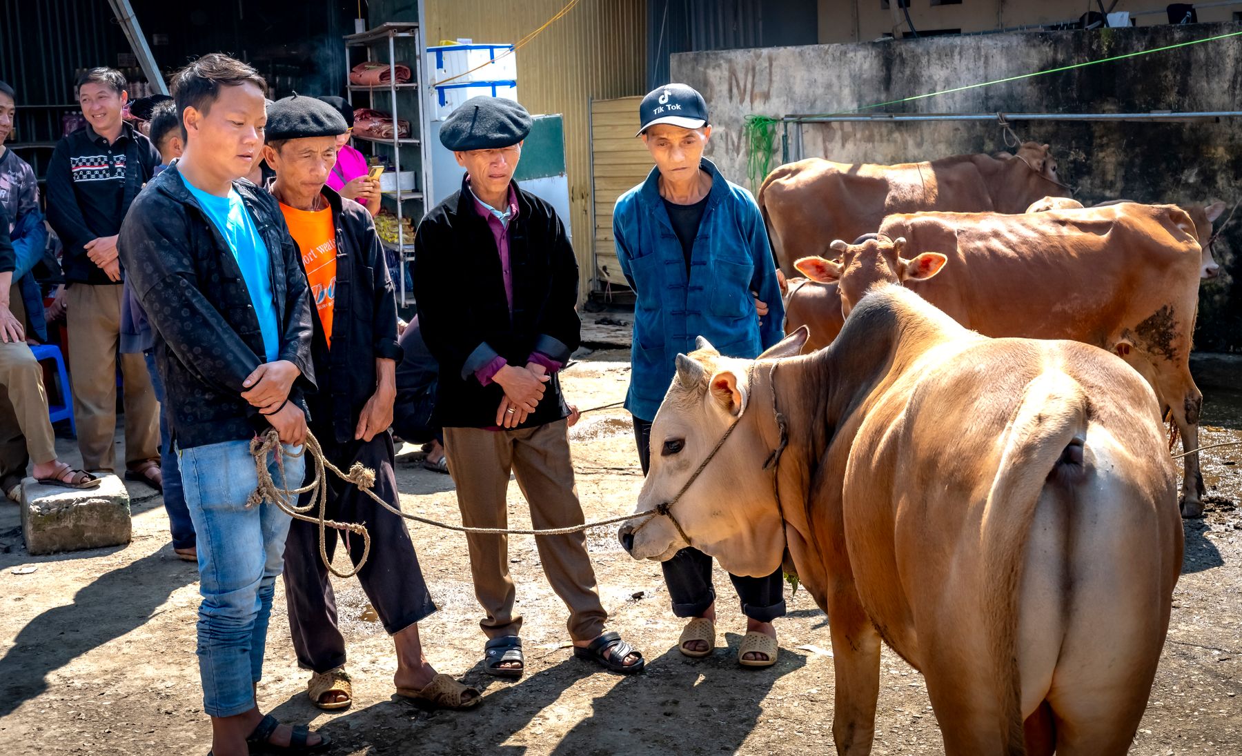 Buyers standing together inspecting cattle before agreeing a price.