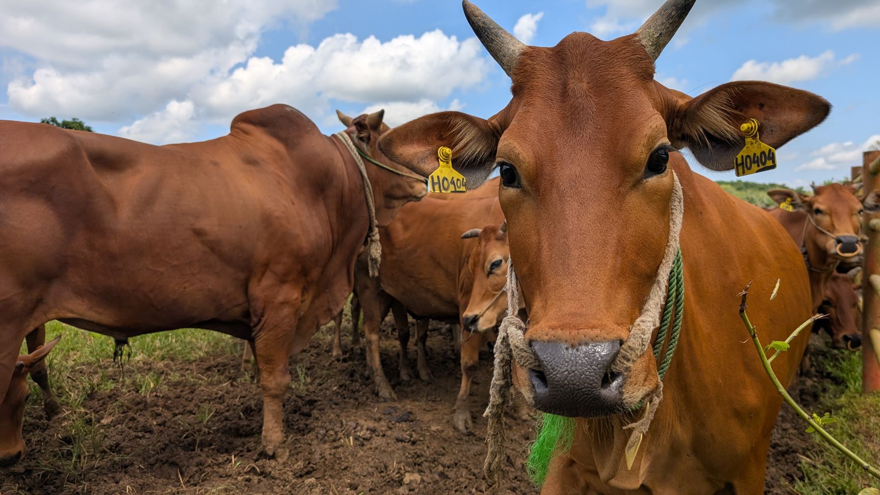 Zebu cattle wearing numbered yellow ear tags in a farm field.