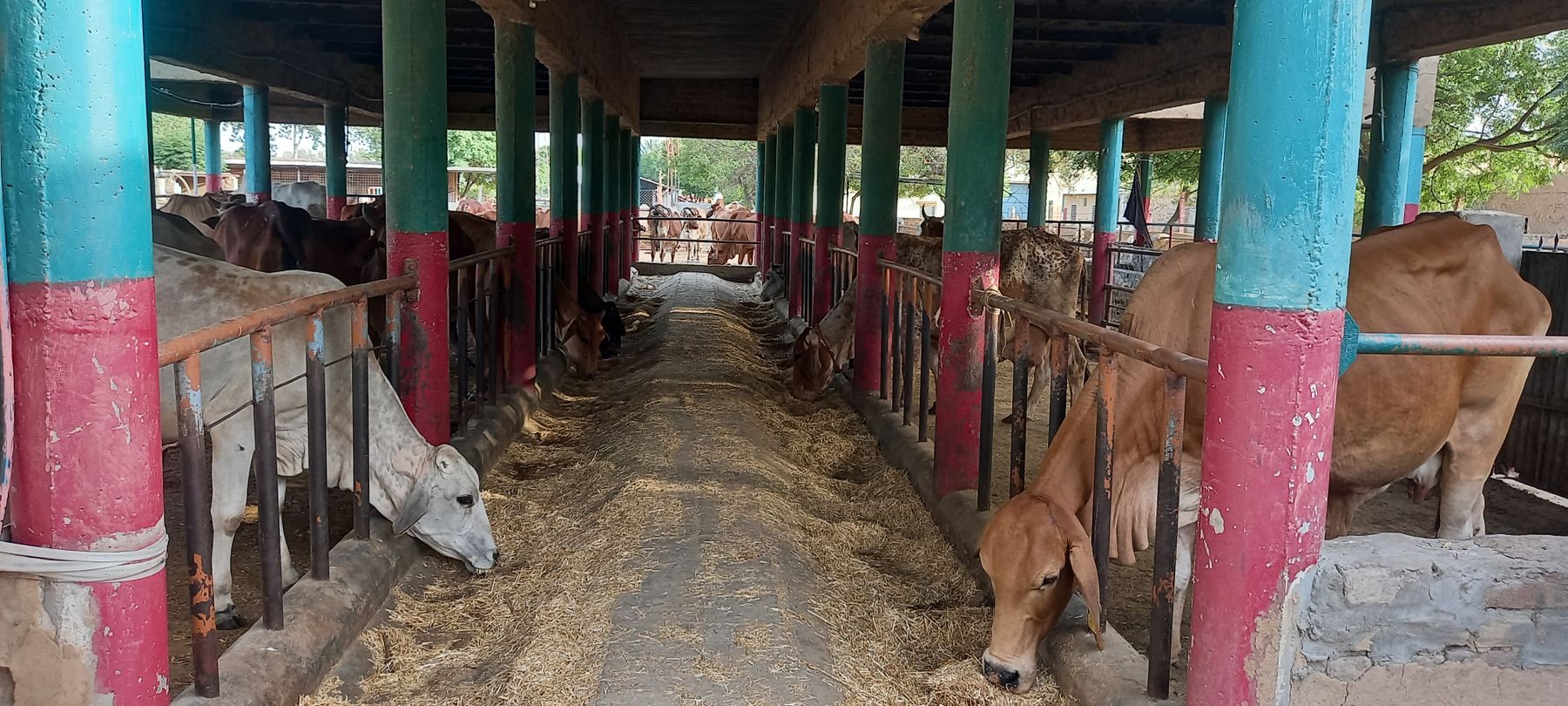 Cattle feeding at the mangers of a farm shed in Punjab.