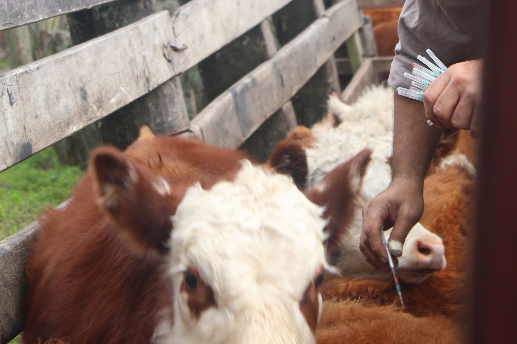 A stockman administering a vaccination to cattle held in a handling pen.