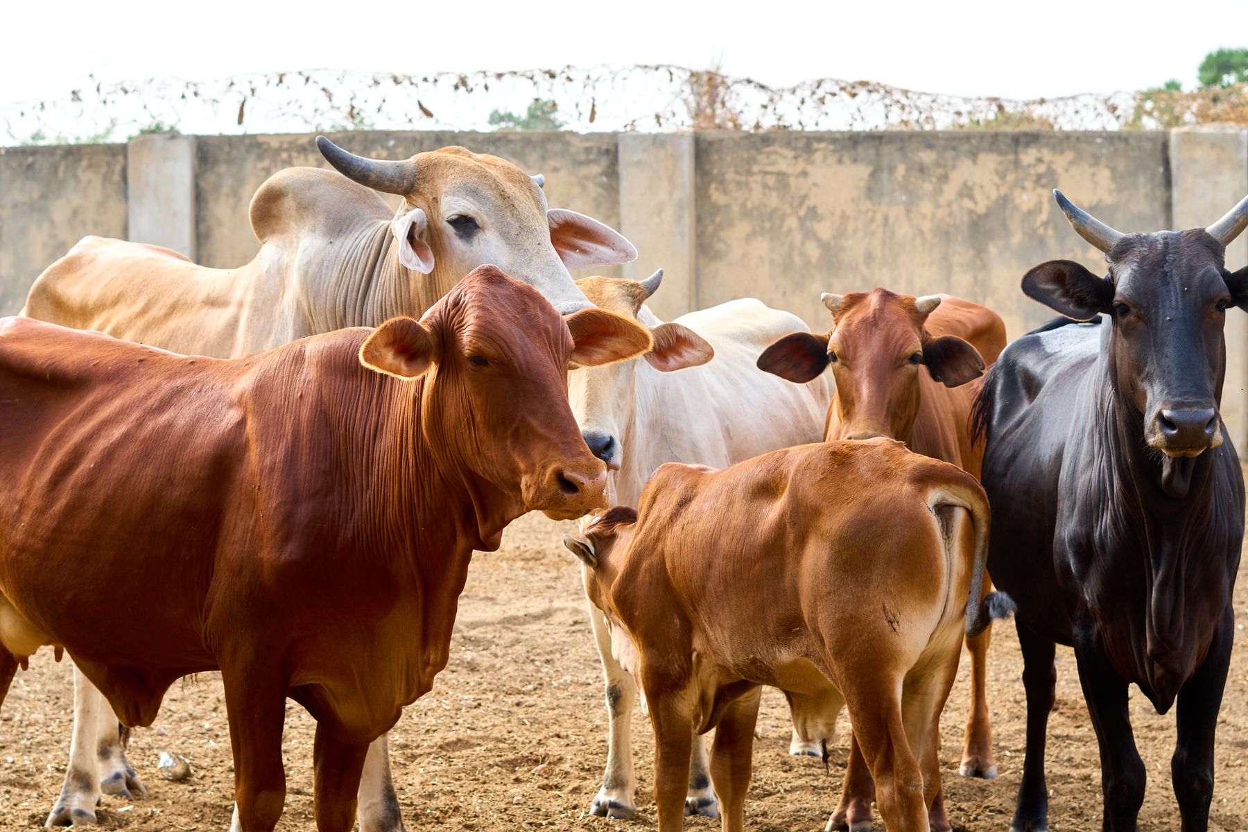 Red, white and fawn zebu cattle of different breeds standing together in a farm pen.