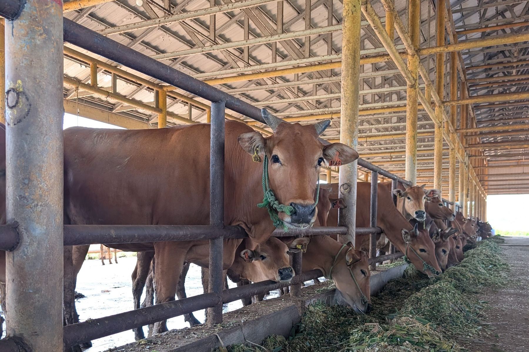A long line of ear-tagged cattle feeding on freshly chopped green fodder along a shed manger.