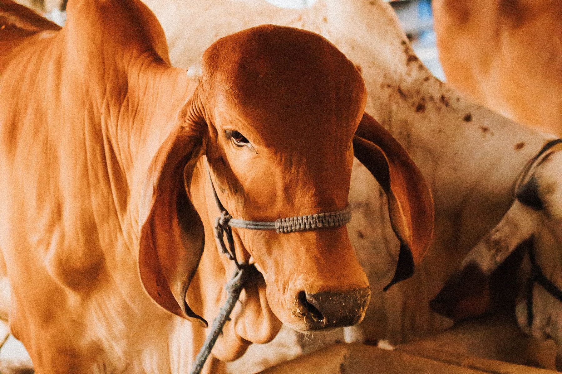 A well-conditioned red Sahiwal-type bull in a farm shed, wearing a rope halter.
