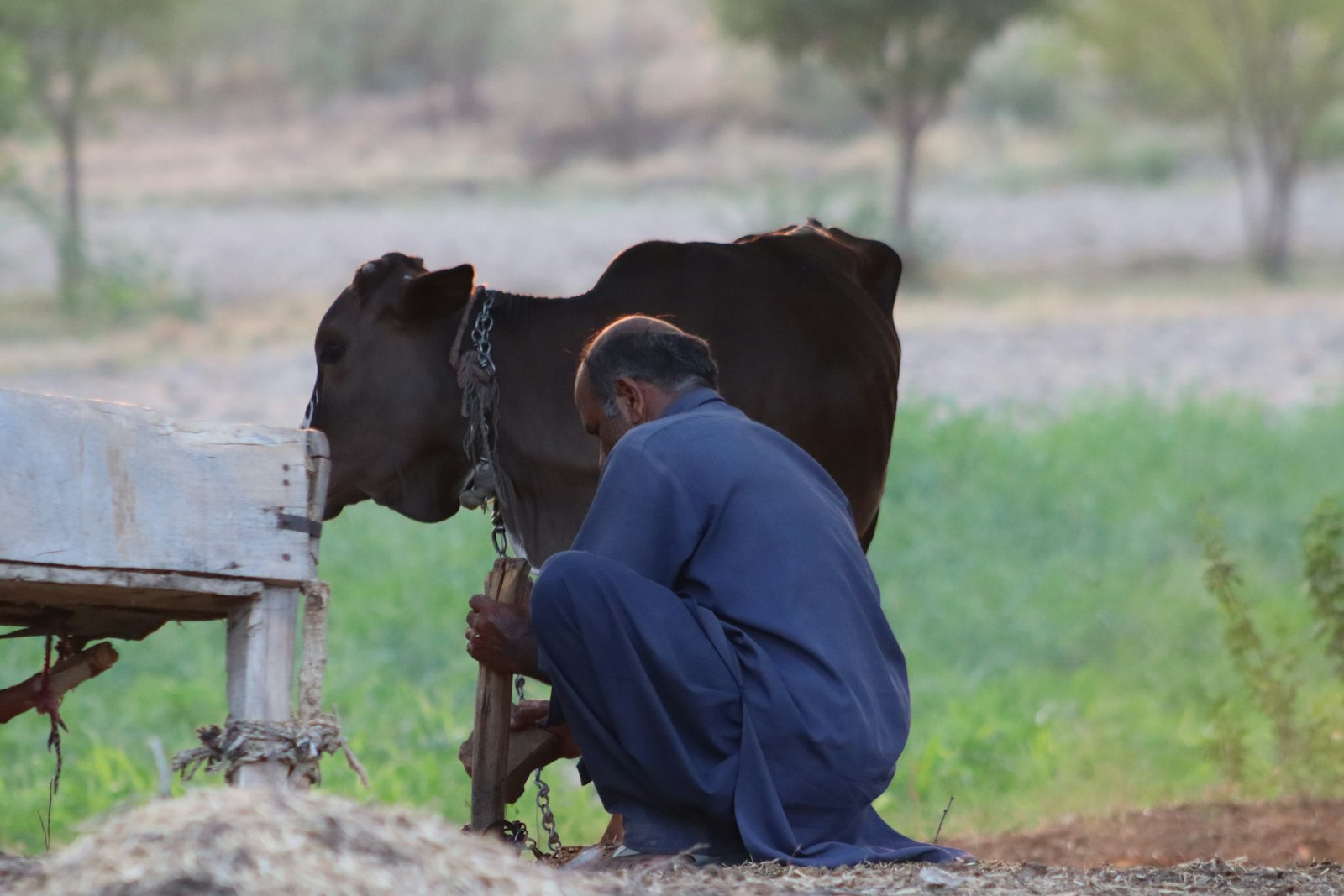 A farmer tending a Sahiwal-type cow at the feed manger.