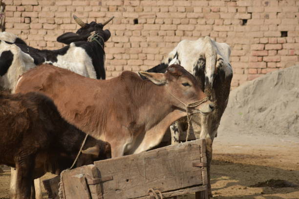 Brown and black-and-white cattle feeding at a wooden manger beside a brick wall.