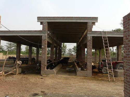 Workers loading cut fodder onto a truck at the farm.