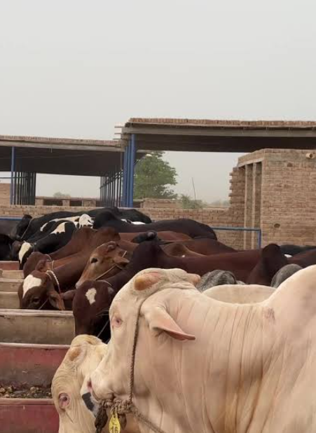 Sahiwal and Cholistani cattle feeding at the mangers of the farm shed.