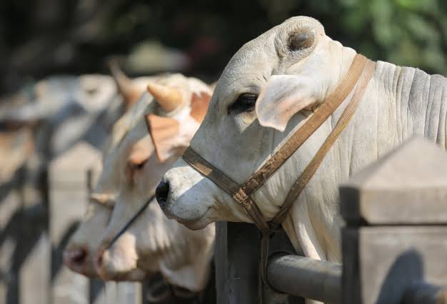 A bullock cart carrying cut fodder along a farm track.